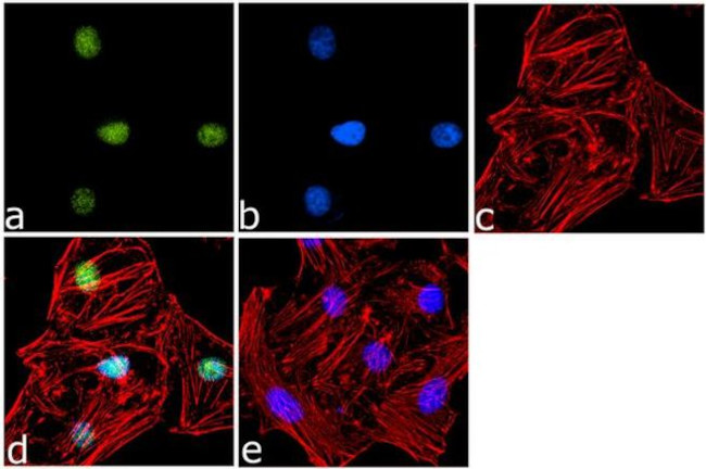 Histone H2B Antibody in Immunocytochemistry (ICC/IF)