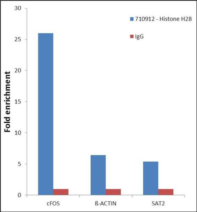 Histone H2B Antibody in ChIP Assay (ChIP)