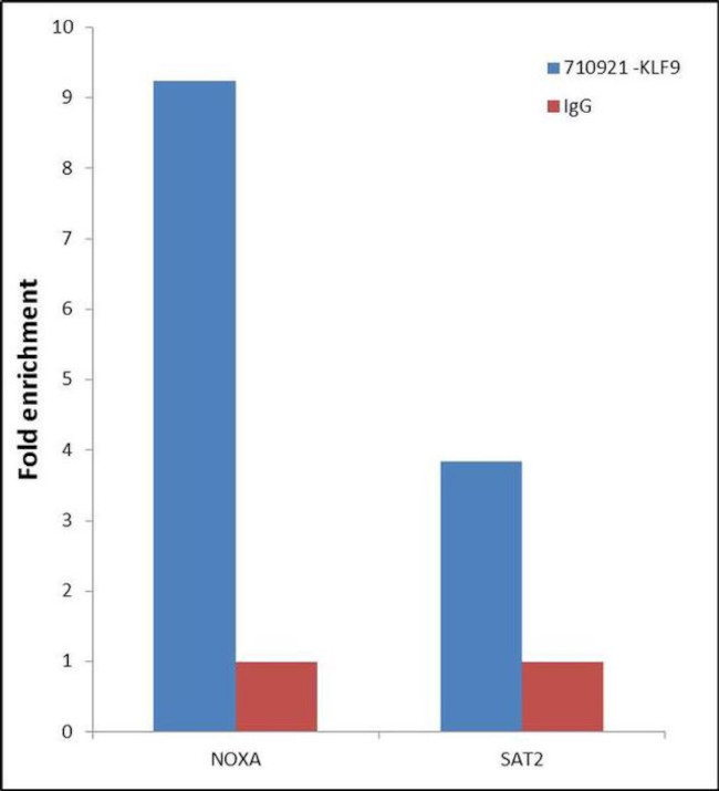 KLF9 Antibody in ChIP Assay (ChIP)