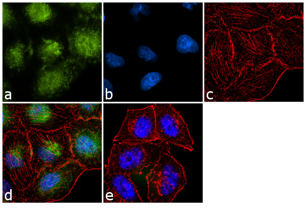 KLF9 Antibody in Immunocytochemistry (ICC/IF)