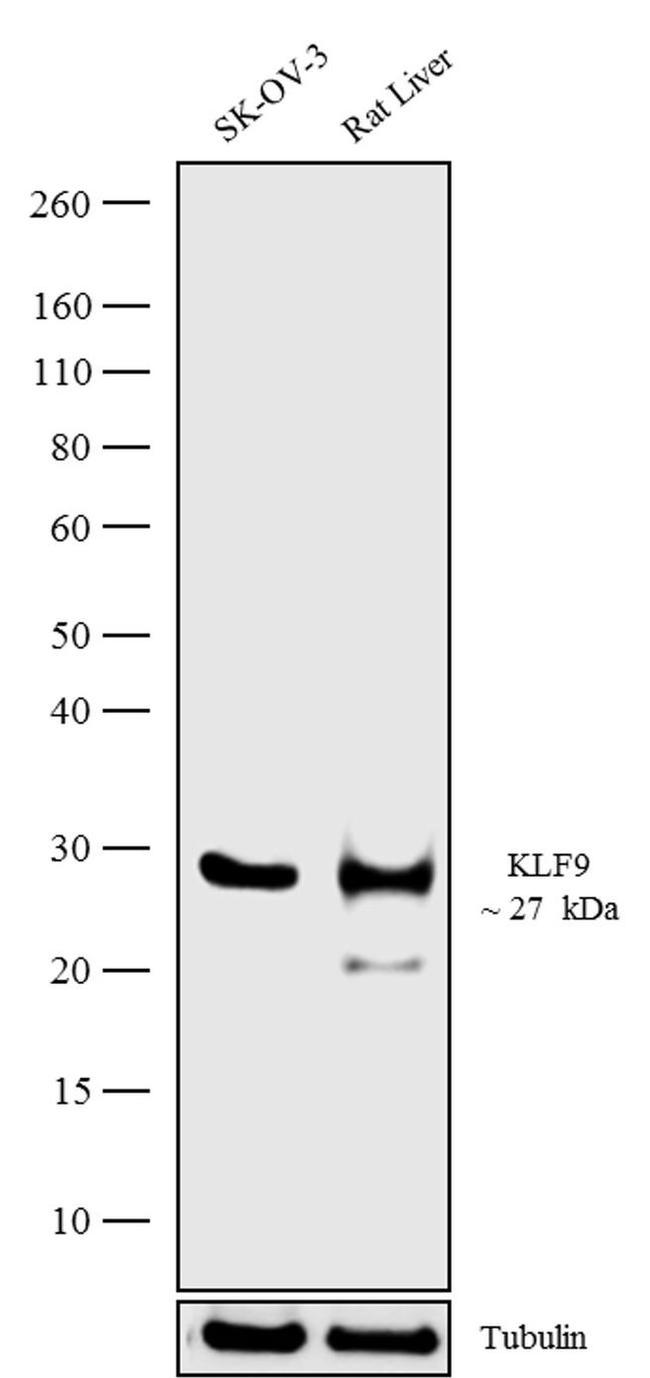 KLF9 Antibody in Western Blot (WB)