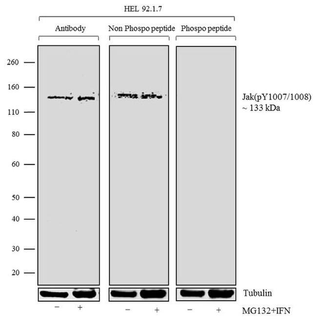 Phospho-JAK2 (Tyr1007, Tyr1008) Antibody in Western Blot (WB)