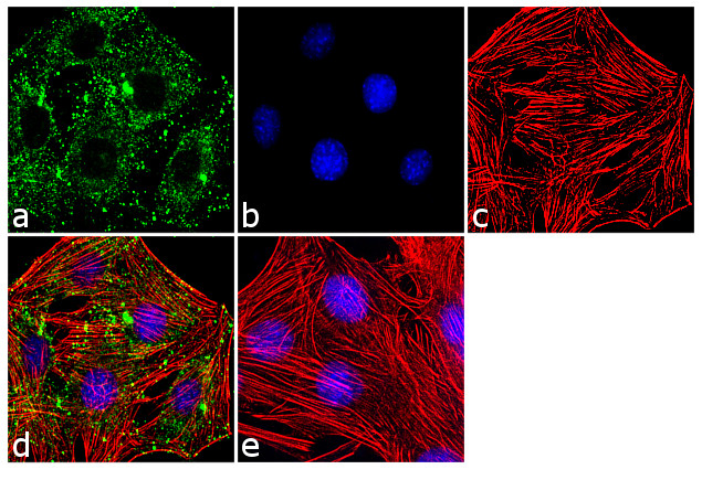 Sca-1 Antibody in Immunocytochemistry (ICC/IF)