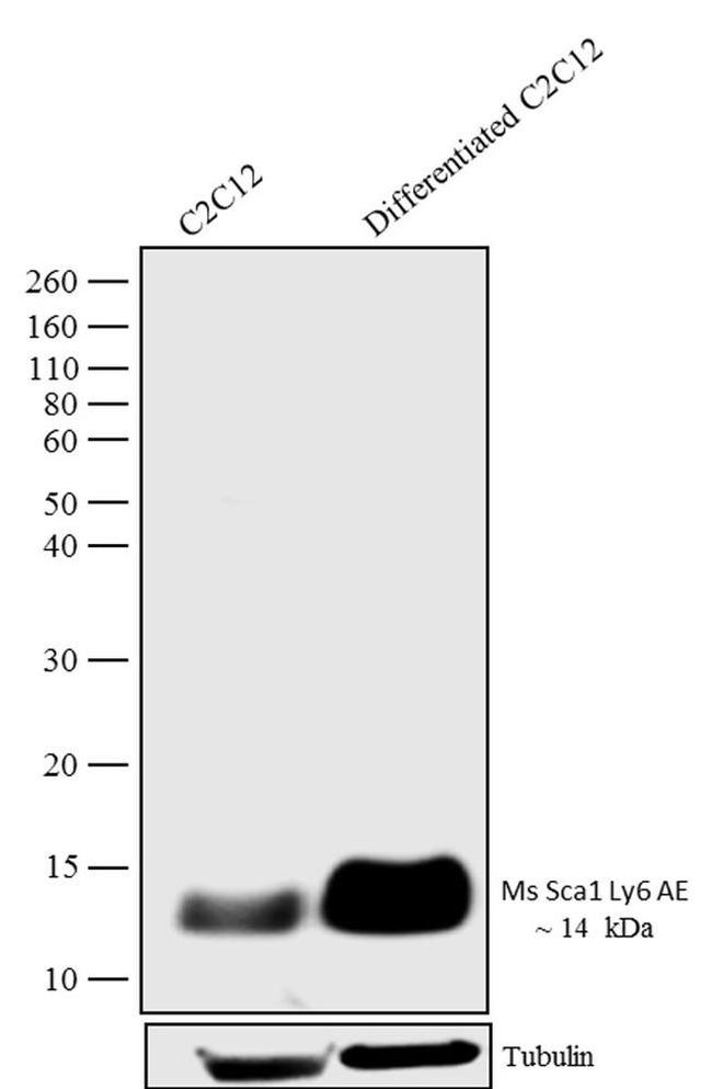 Sca-1 Antibody in Western Blot (WB)