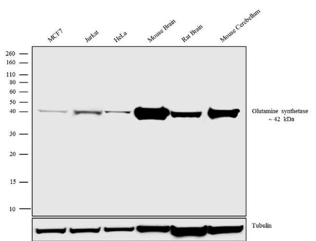 Glutamine Synthetase Antibody in Western Blot (WB)