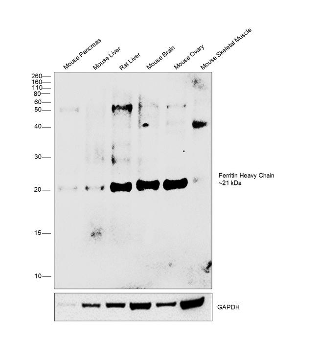 Ferritin Heavy Chain Antibody in Western Blot (WB)