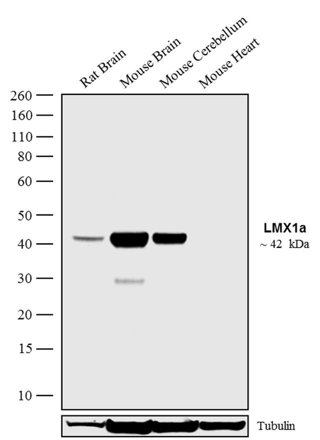 LMX1A Antibody