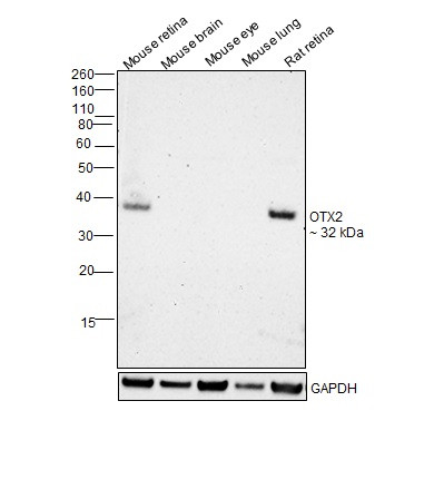 OTX2 Antibody