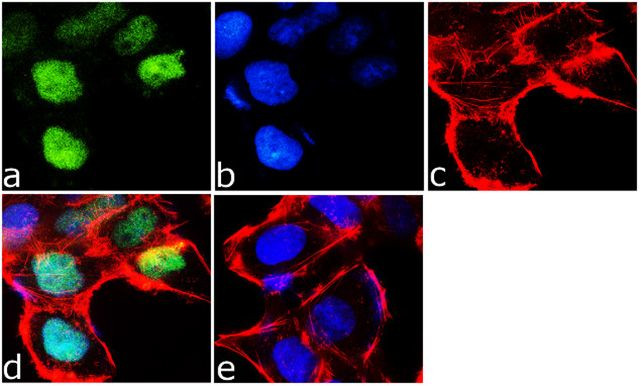 OTX2 Antibody in Immunocytochemistry (ICC/IF)