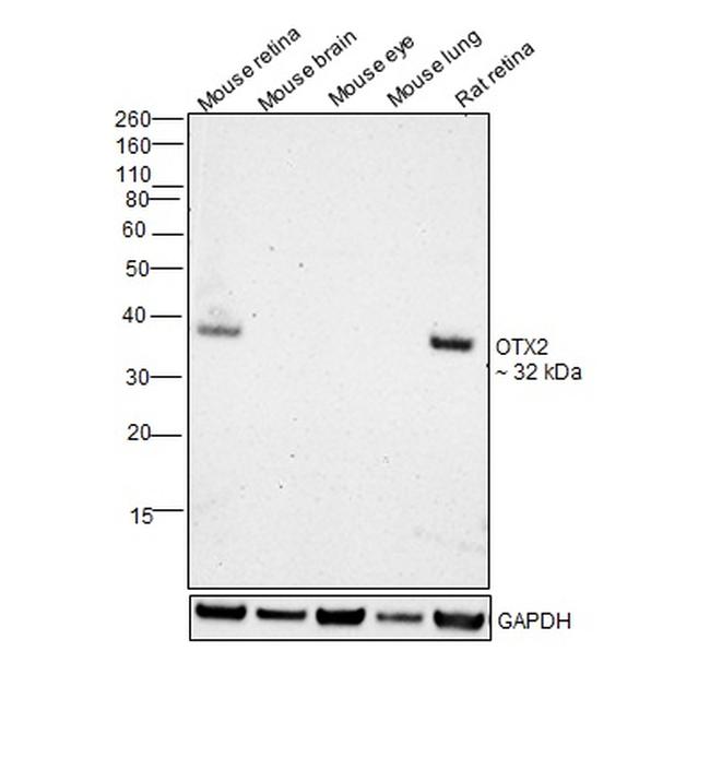 OTX2 Antibody in Western Blot (WB)