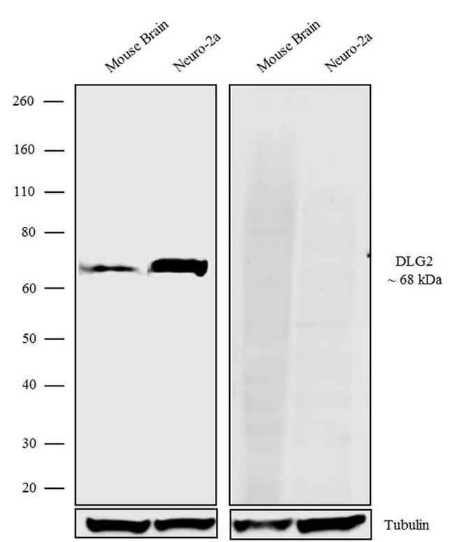 PSD93 Antibody in Western Blot (WB)