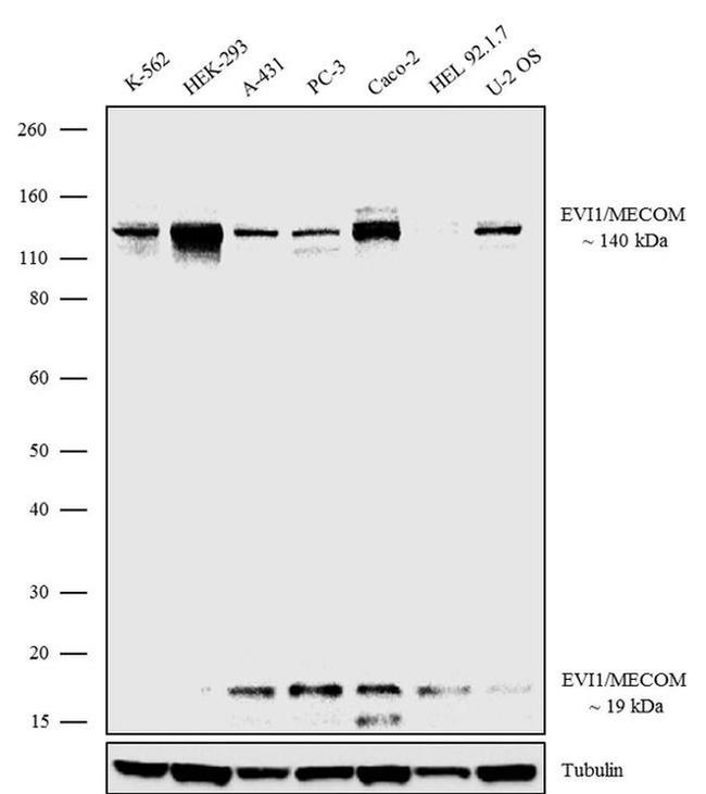 EVI1 Antibody in Western Blot (WB)