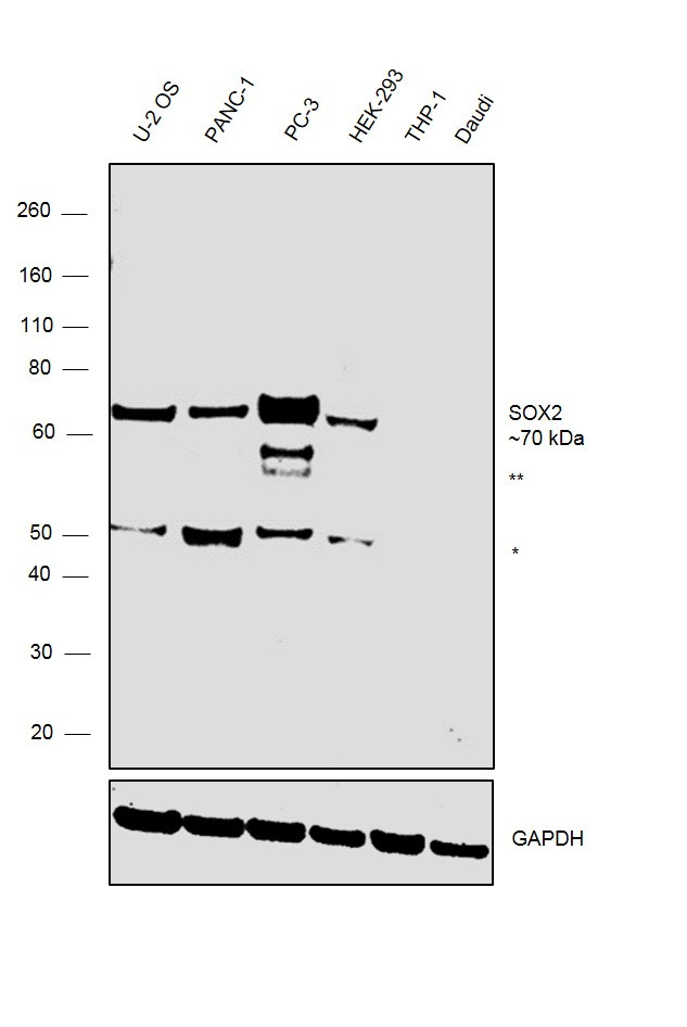 SOX9 Antibody