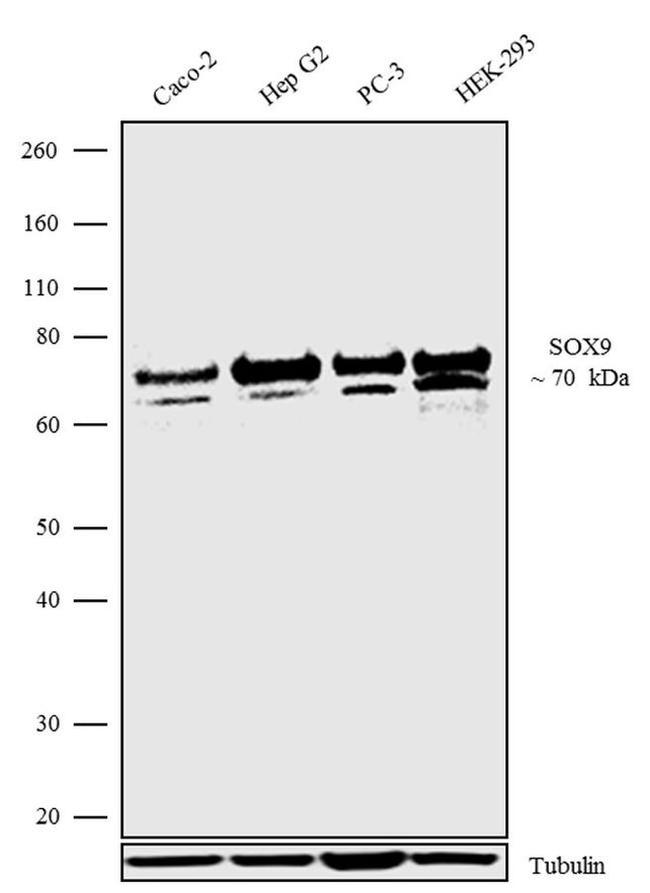 SOX9 Antibody in Western Blot (WB)