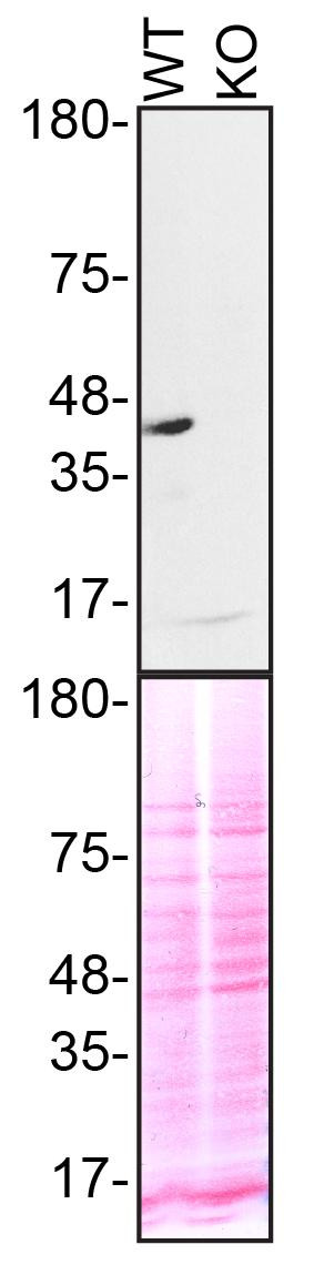 TDP-43 Antibody