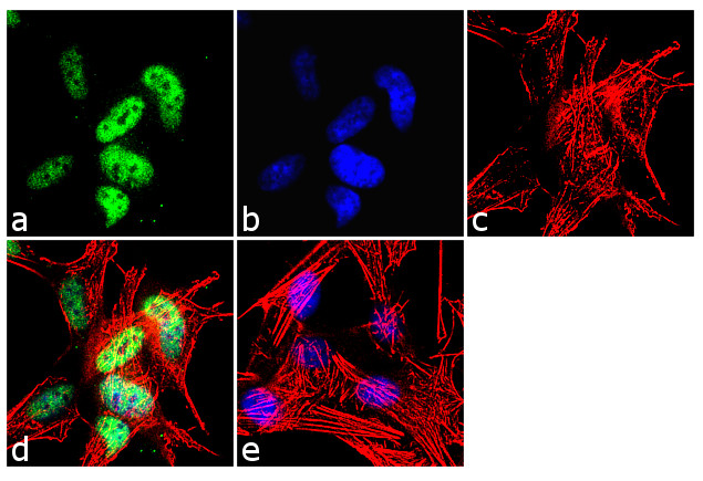 NeuN Antibody in Immunocytochemistry (ICC/IF)