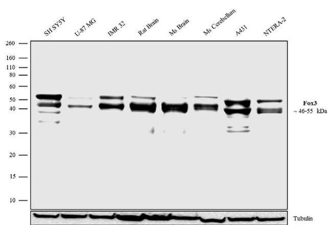 NeuN Antibody in Western Blot (WB)