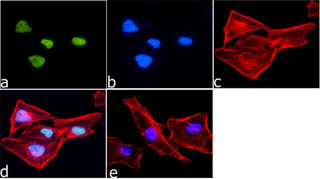 Histone H3 Antibody in Immunocytochemistry (ICC/IF)