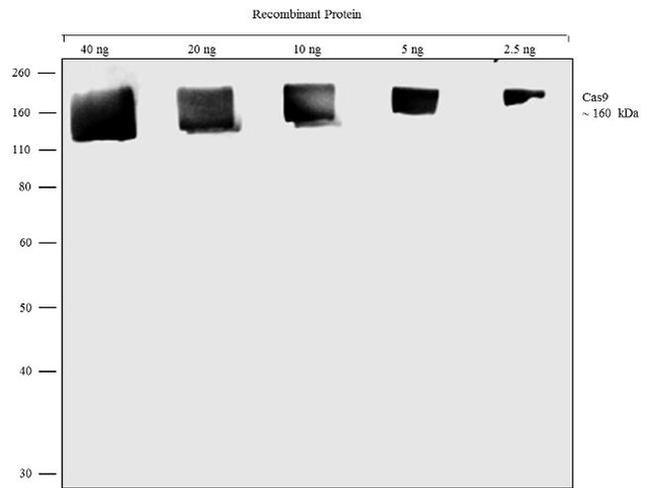 Cas9 Antibody in Western Blot (WB)