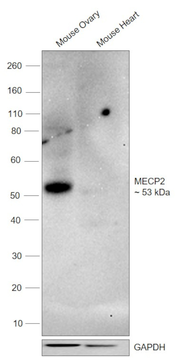 MECP2 Antibody