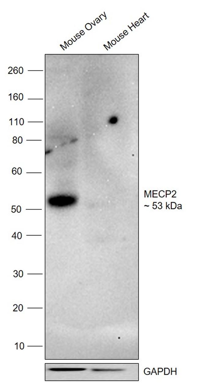 MECP2 Antibody in Western Blot (WB)