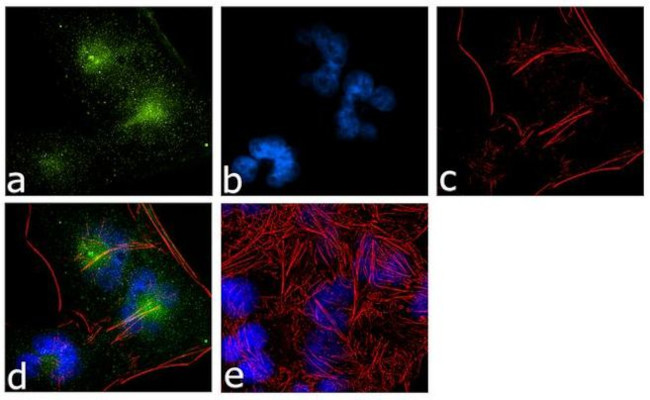 GDNF Antibody in Immunocytochemistry (ICC/IF)