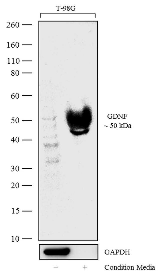 GDNF Antibody in Western Blot (WB)