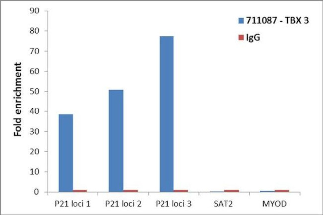 TBX3 Antibody in ChIP Assay (ChIP)