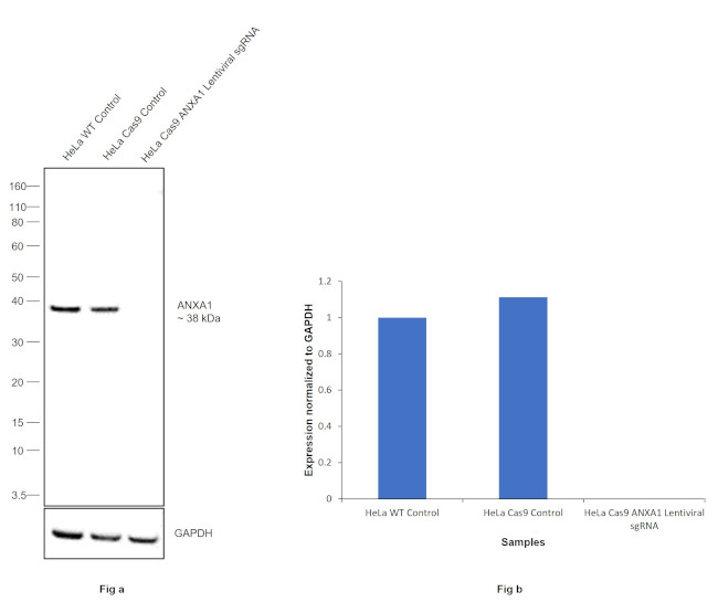 Annexin A1 Antibody