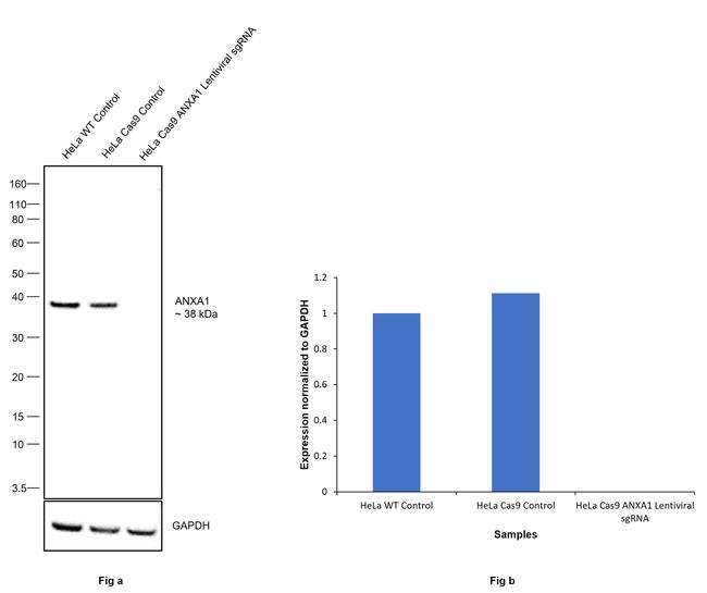 Annexin A1 Antibody in Western Blot (WB)