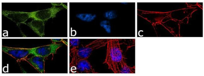 CHRM1 Antibody in Immunocytochemistry (ICC/IF)