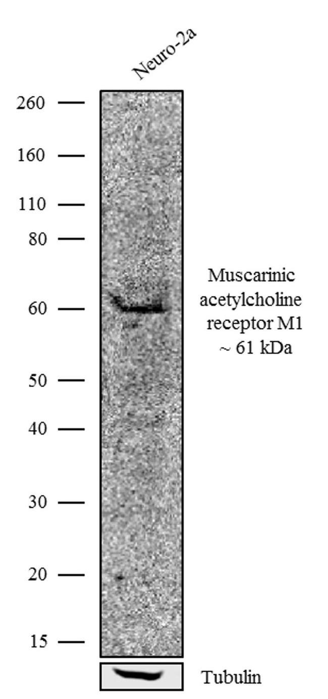 CHRM1 Antibody in Western Blot (WB)