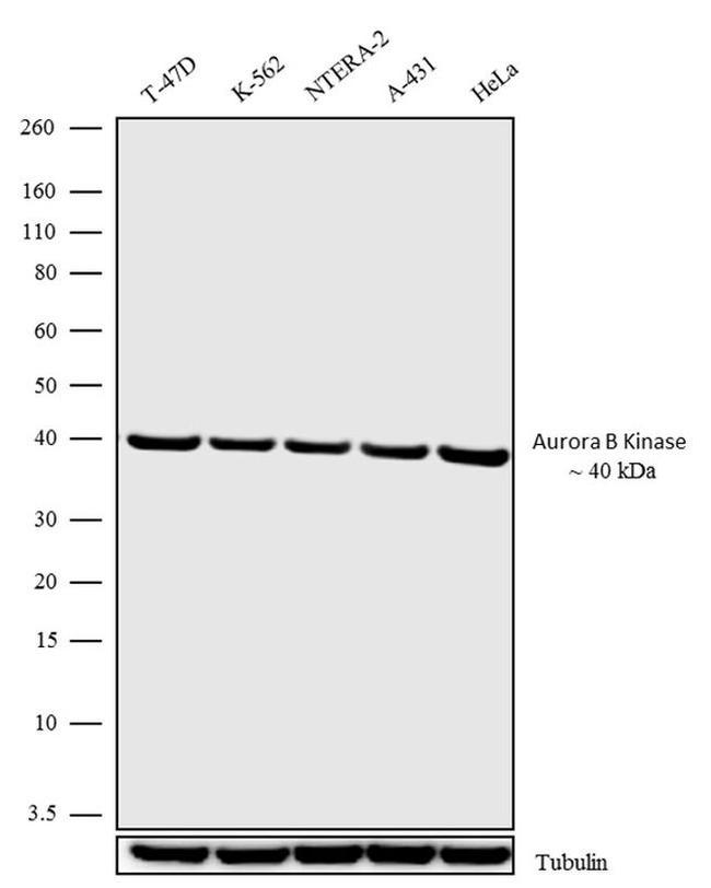 Aurora B Antibody in Western Blot (WB)