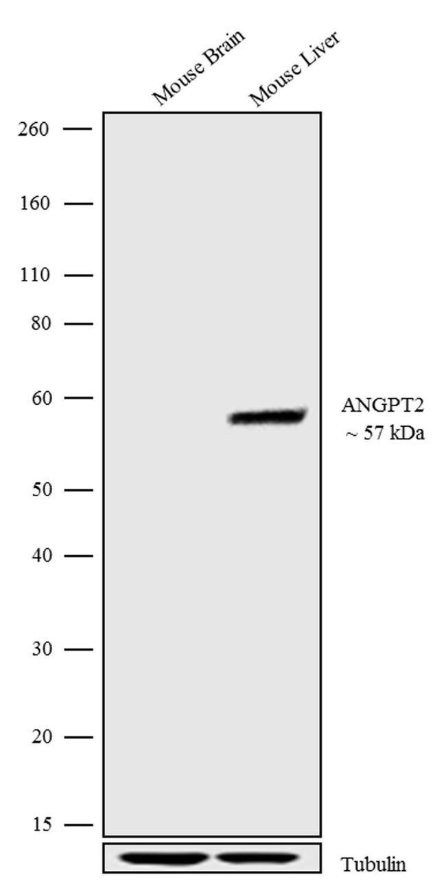 Angiopoietin 2 Antibody in Western Blot (WB)