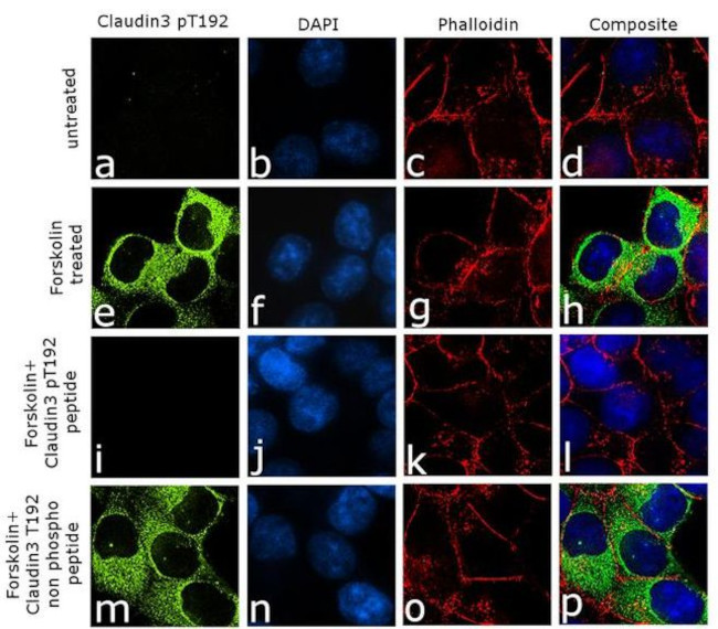 Phospho-Claudin 3 (Thr192) Antibody in Immunocytochemistry (ICC/IF)