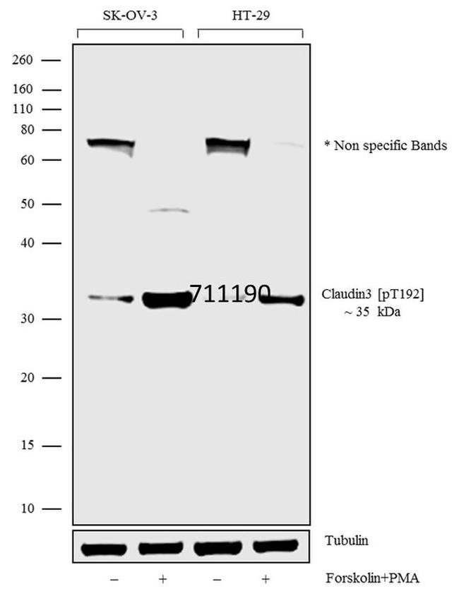 Phospho-Claudin 3 (Thr192) Antibody in Western Blot (WB)