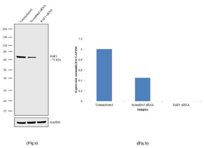 c-Raf Antibody