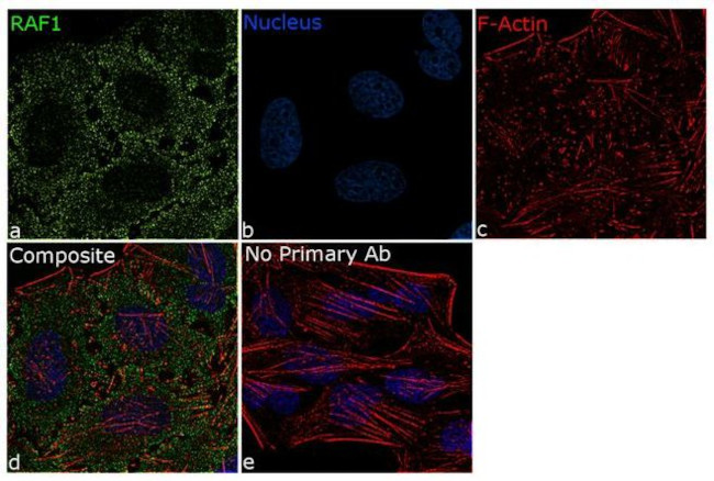 c-Raf Antibody in Immunocytochemistry (ICC/IF)