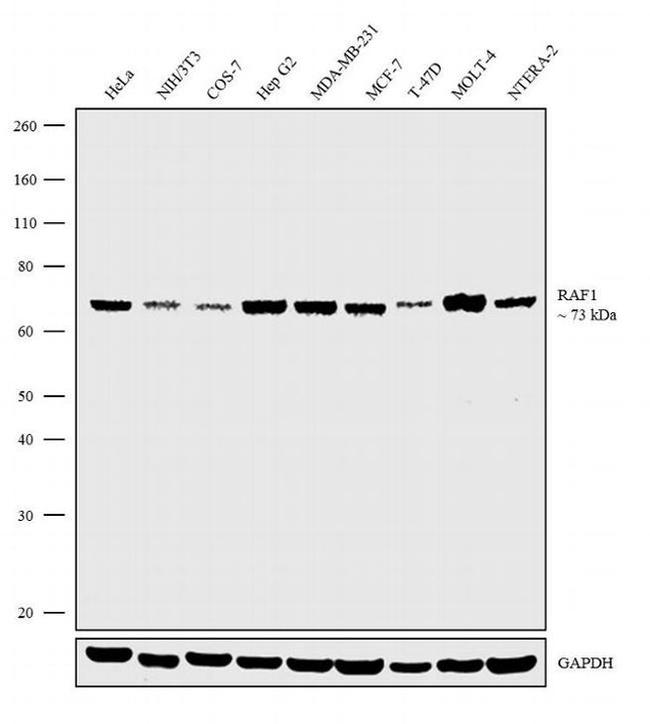 c-Raf Antibody in Western Blot (WB)