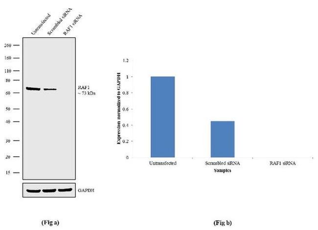 c-Raf Antibody in Western Blot (WB)