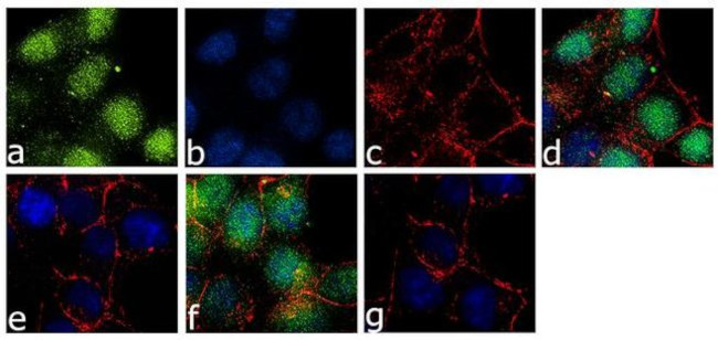 Phospho-c-Raf (Ser621) Antibody in Immunocytochemistry (ICC/IF)