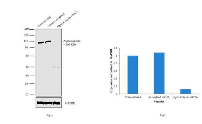 alpha Catenin Antibody in Western Blot (WB)