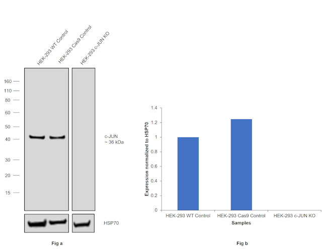 c-Jun Antibody