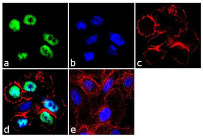 c-Jun Antibody in Immunocytochemistry (ICC/IF)