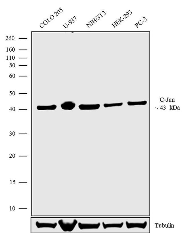 c-Jun Antibody in Western Blot (WB)