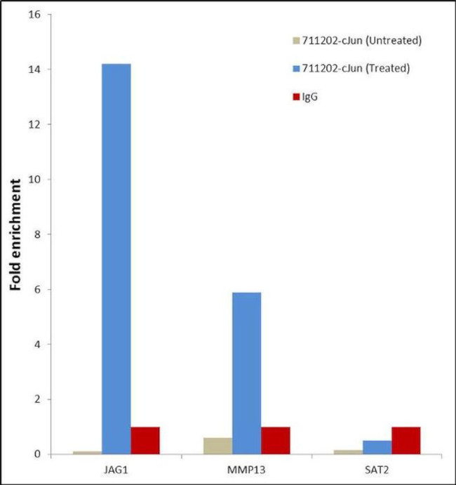 c-Jun Antibody in ChIP Assay (ChIP)