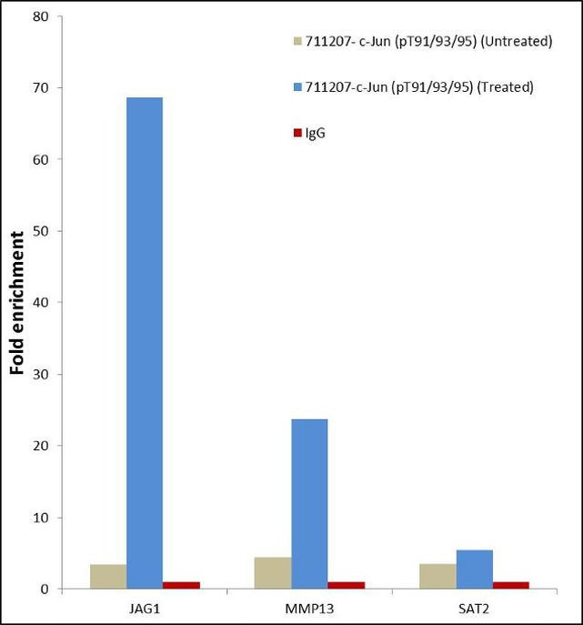 Phospho-c-Jun (Thr91, Thr93, Thr95) Antibody