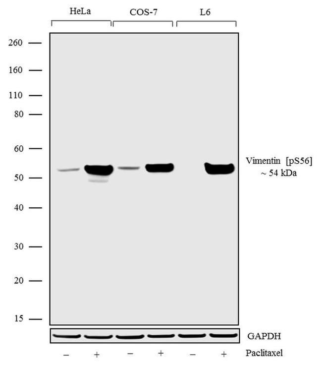 Phospho-Vimentin (Ser56) Antibody in Western Blot (WB)