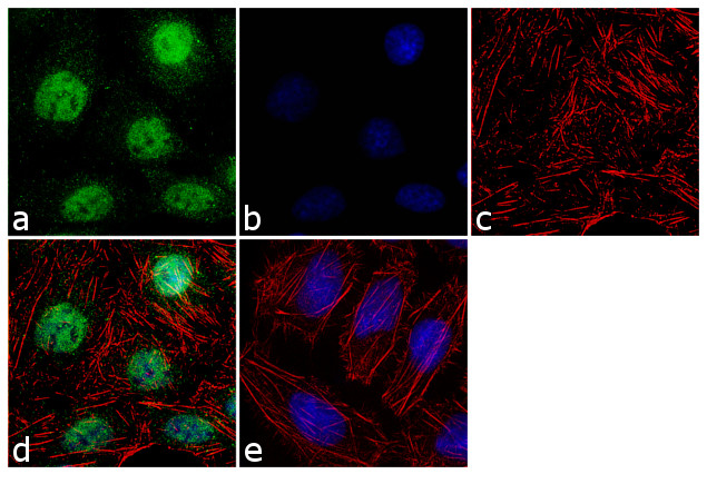 OPN-R Antibody in Immunocytochemistry (ICC/IF)