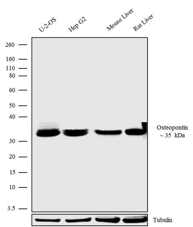 OPN-R Antibody in Western Blot (WB)